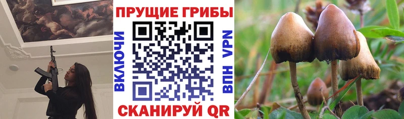Псилоцибиновые грибы Psilocybine cubensis  Норильск 